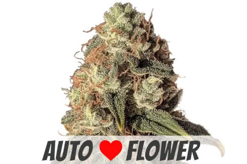 Gruntz Autoflower Seeds