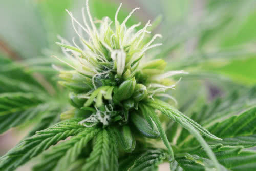 hermaphrodite cannabis plant