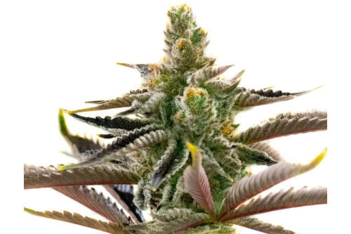 Ice Cream Cake x RS11 Feminized Seeds