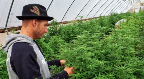 man tending cannabis plants