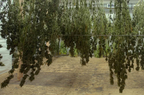 marijuana hanging drying