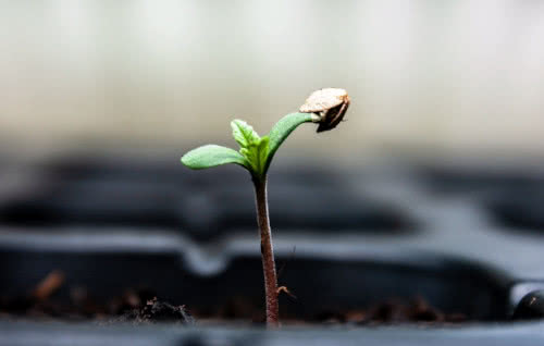 marijuana seedling with seed casing