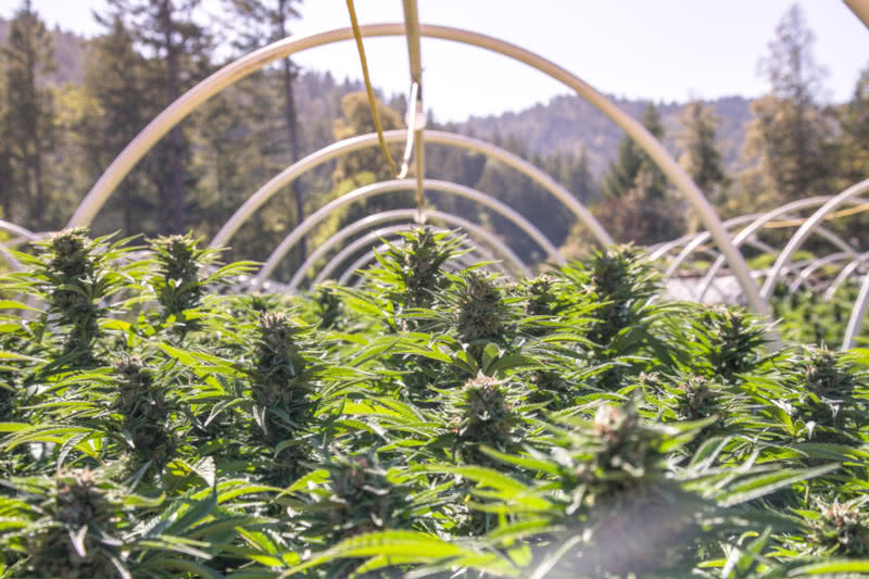 Off-Grid Cannabis Growing: The Ultimate Guide