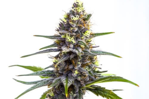 Oreoz Cake Feminized Seeds