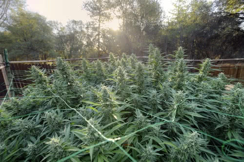 outdoor cannabis canopy buds