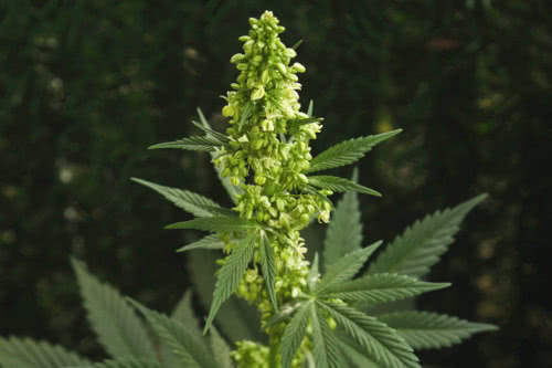 outdoor mature male cannabis plant