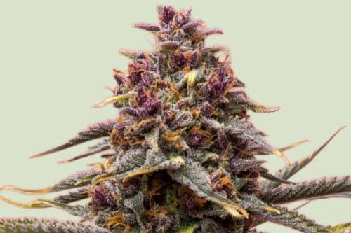 Pink Mist Autoflower Seeds