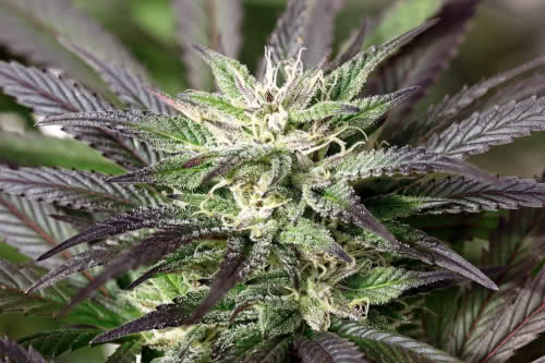 purple marijuana plant closeup trichomes