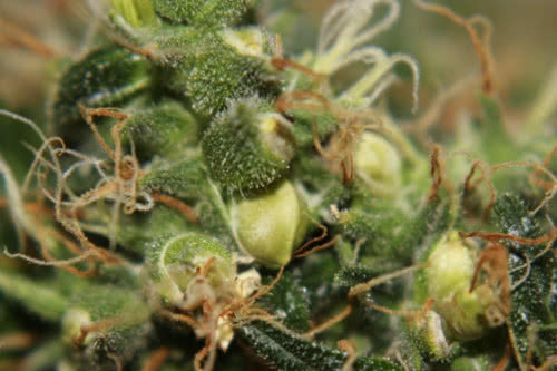 seeded female cannabis plant