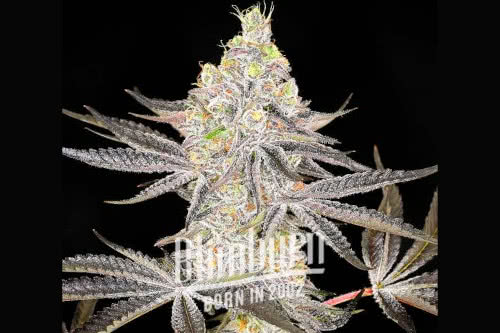 Super Boof Feminized Seeds