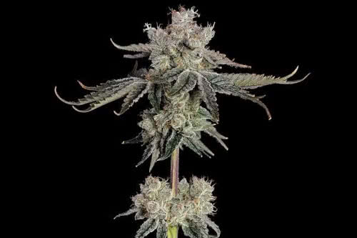 Sweet 16 Feminized Seeds