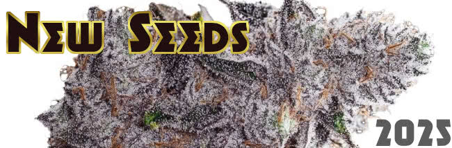 25 New Strains 2025 Cannabis Seeds List