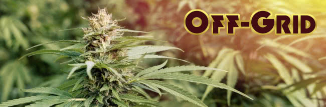 off-grid cannabis grow guide