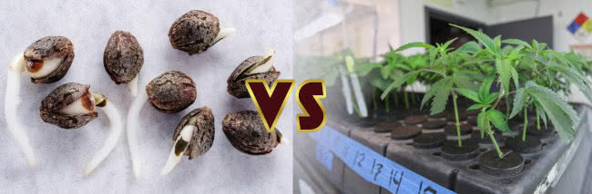 Seeds vs Clones Cannabis Growers Guide