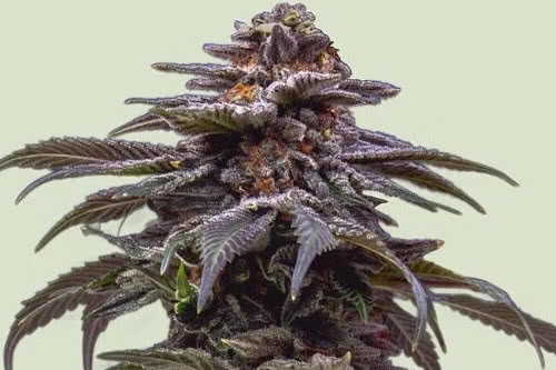 Tropicana Cookies Purple Autoflower Seeds