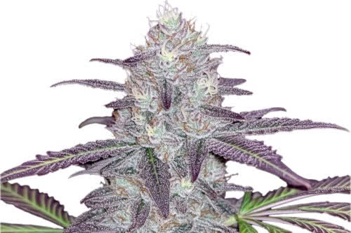 White Truffle Feminized Seeds