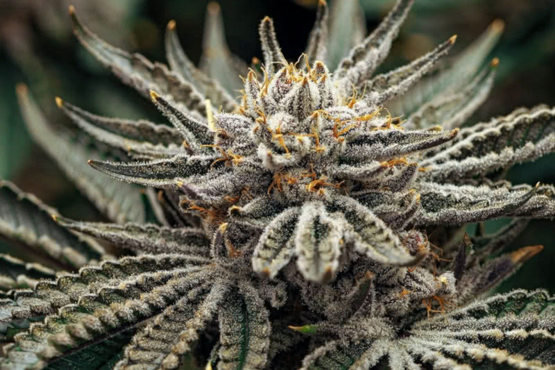 26 New Weed Strains for 2026