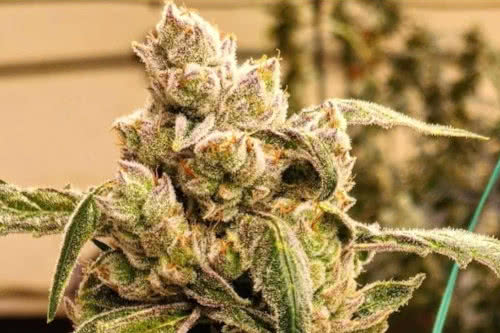 Banana Jealousy IBL Auto by Ethos Genetics