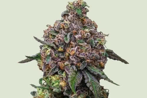 Cosmic Cheddar F1 by RQS