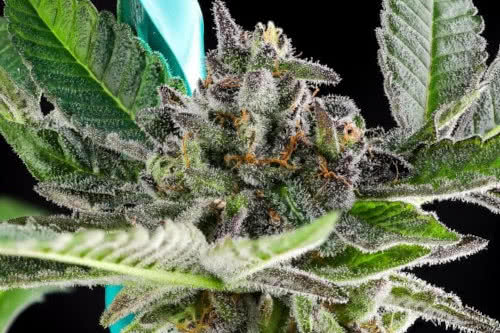 Grand Peanut Butter Payton by Purple Caper