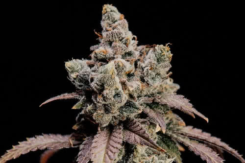 Hidden Vice by World Breeders