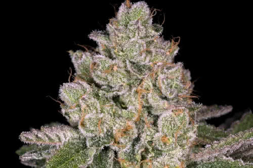 Pancakes by Premium Cultivars