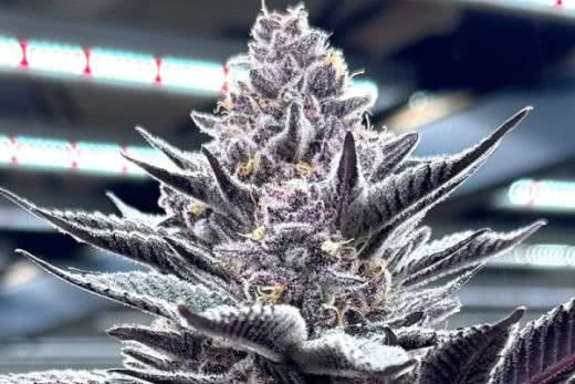 Pink Milk by Solfire Gardens