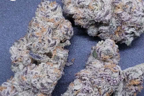 Purple Rush by In House Genetics