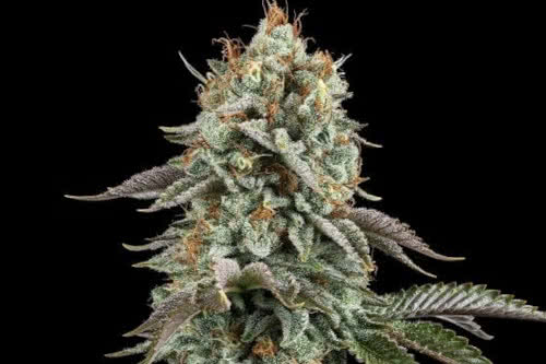 Sour Diesel by Seedsman