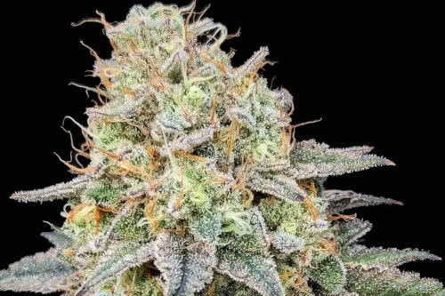 Sweet Tartz by Phylos Elite